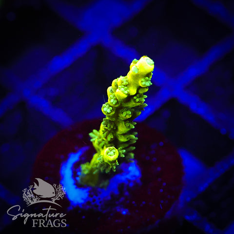 Lime Virrmiculata