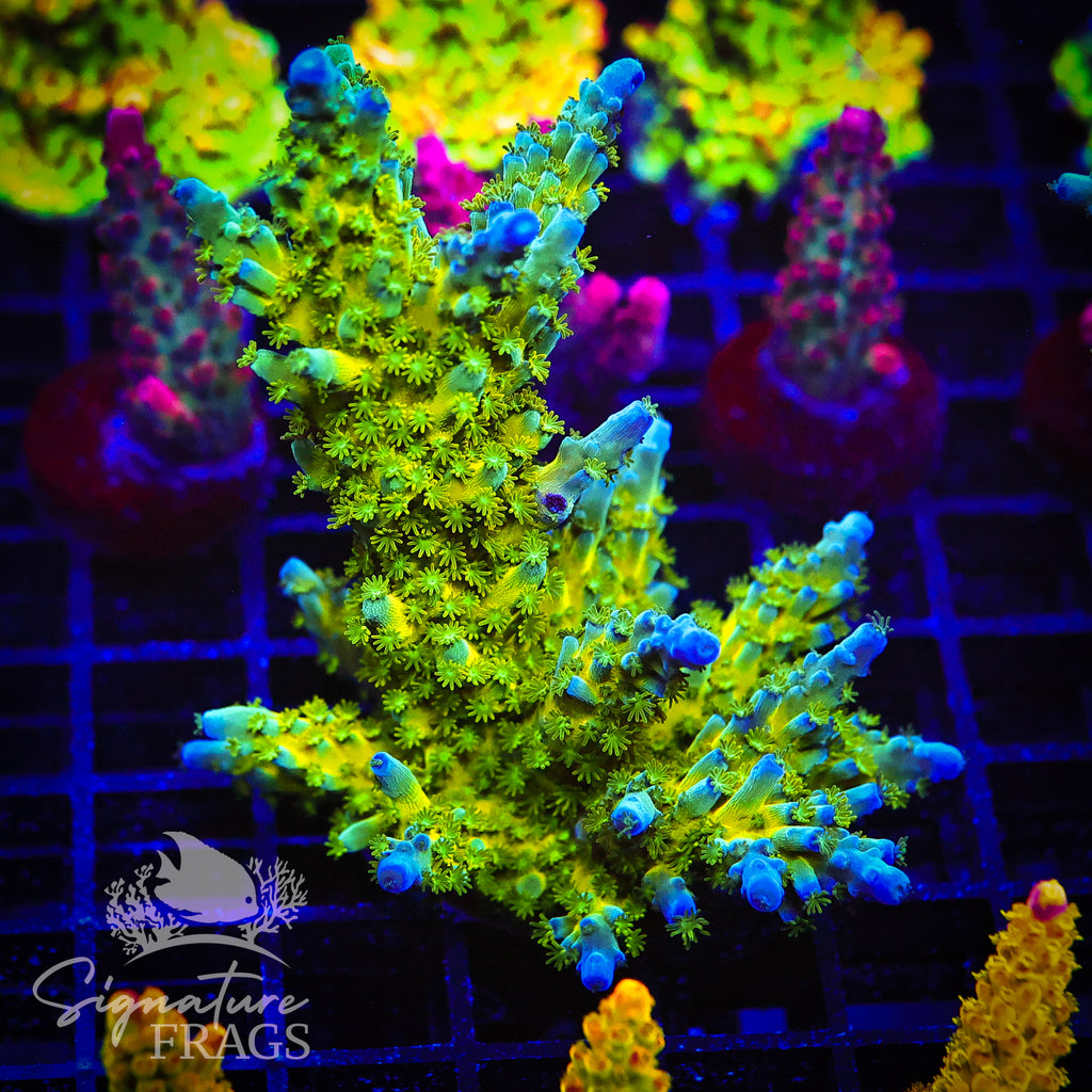 Yellow Tips
