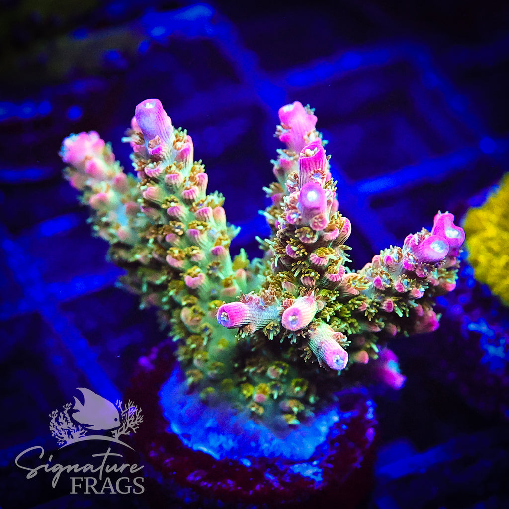 Rainbow Cytheria