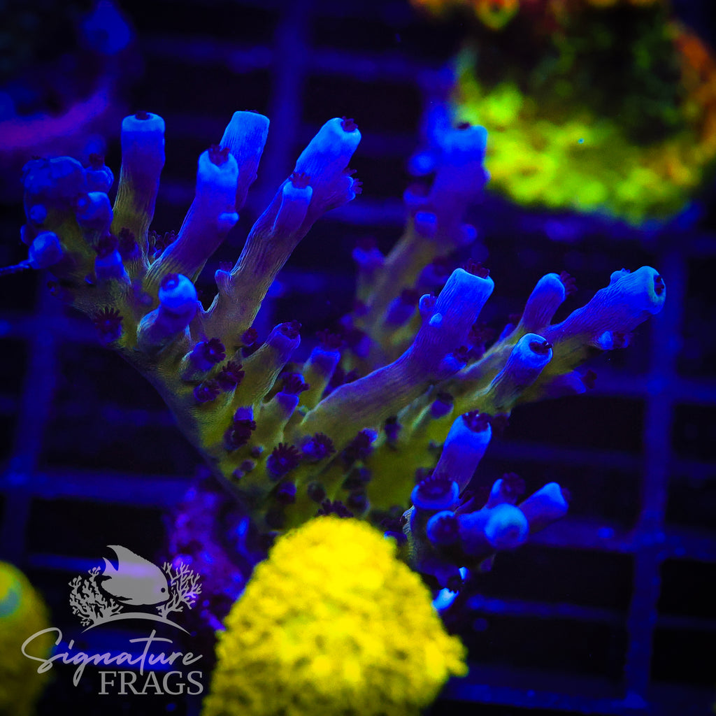 Purple & Blue Austera