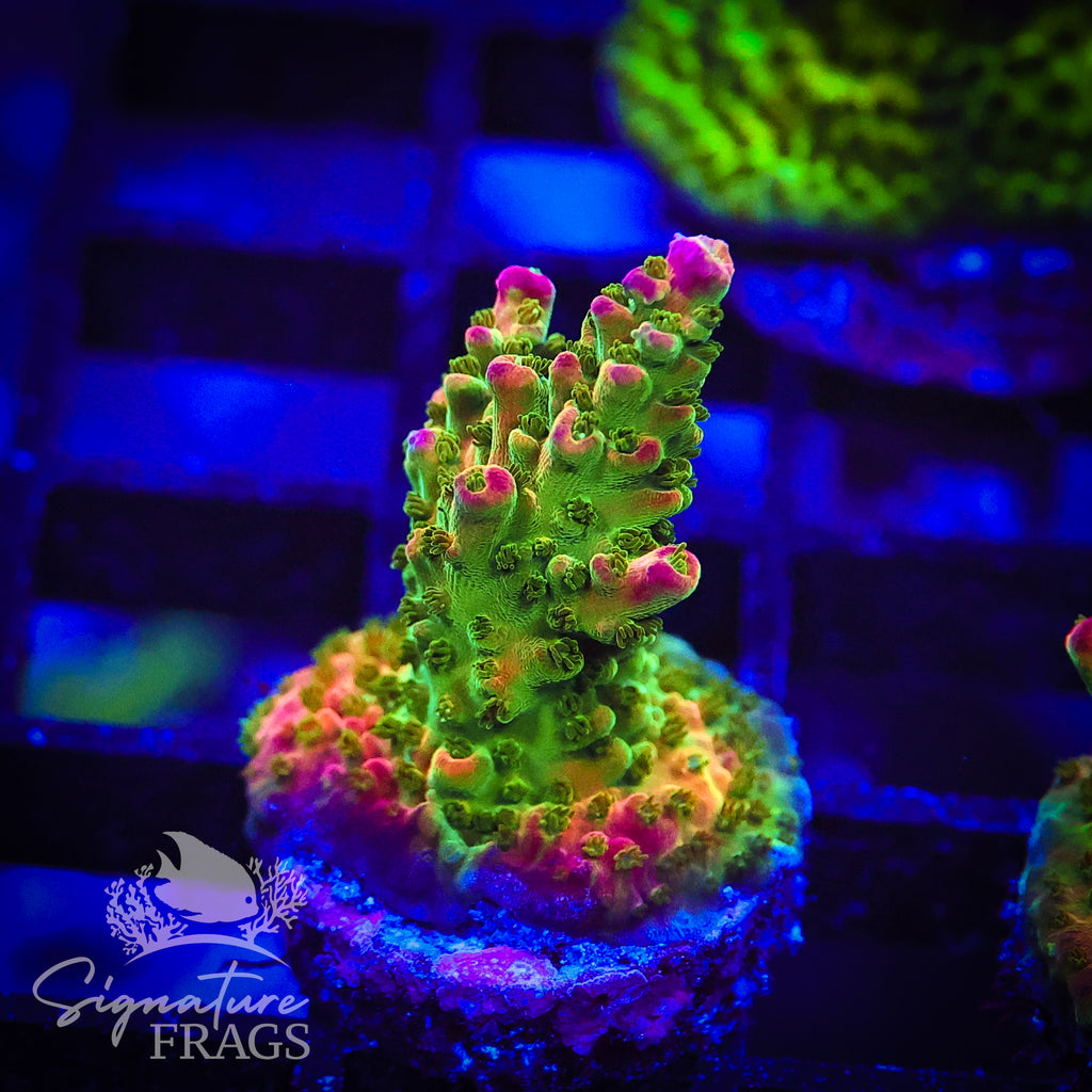 Red Rainbow Loom
