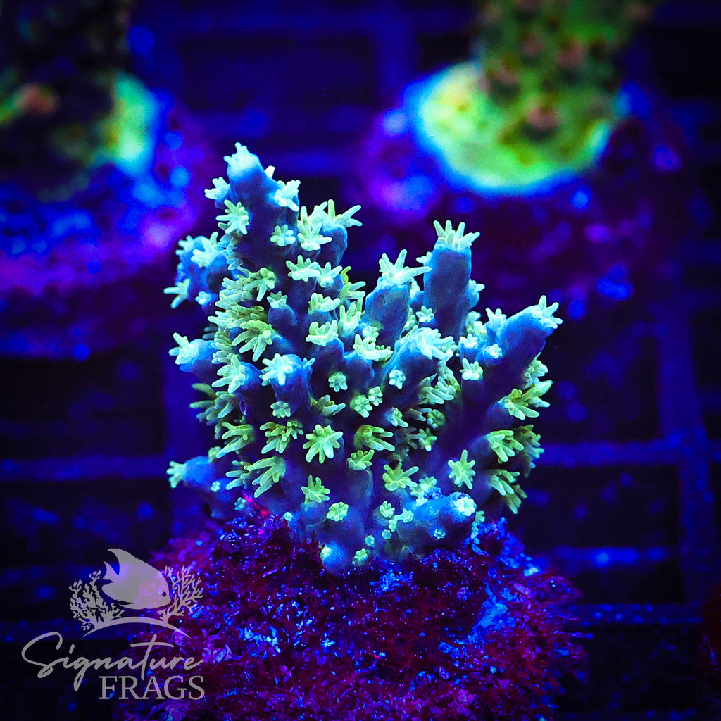 Sky Blue Horrida