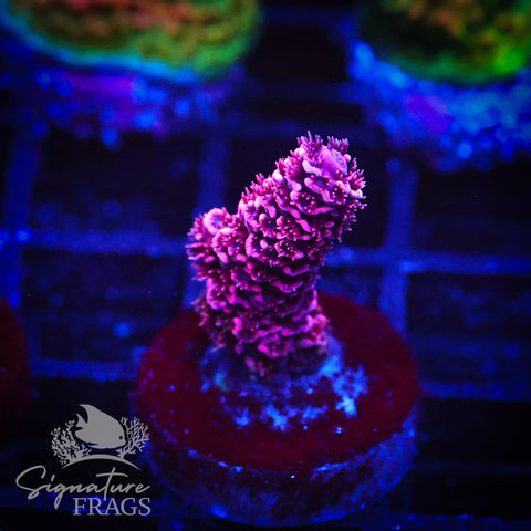 Bubblegum Milli