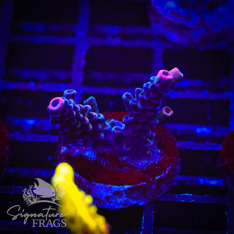 CB Malificent Acro