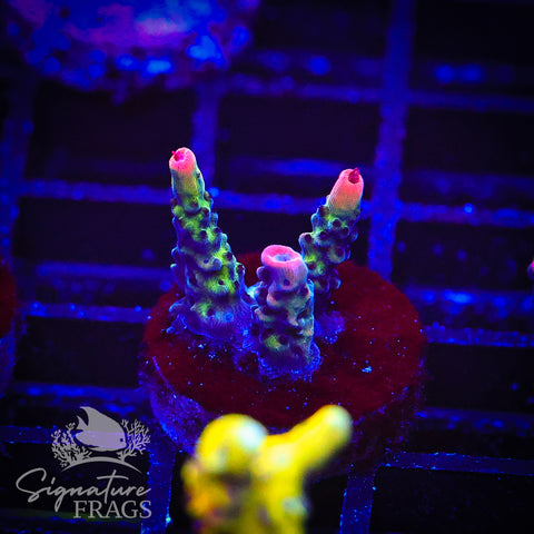 CB Malificent Acro
