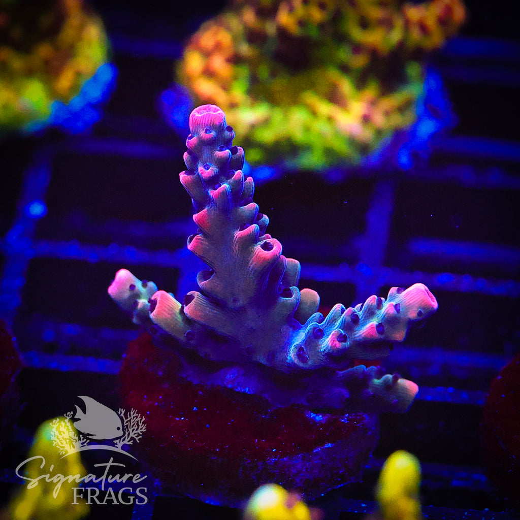 CB Malificent Acro