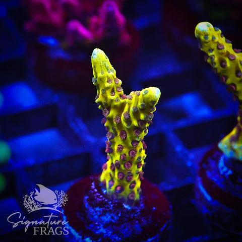Golden Rod Anacropora