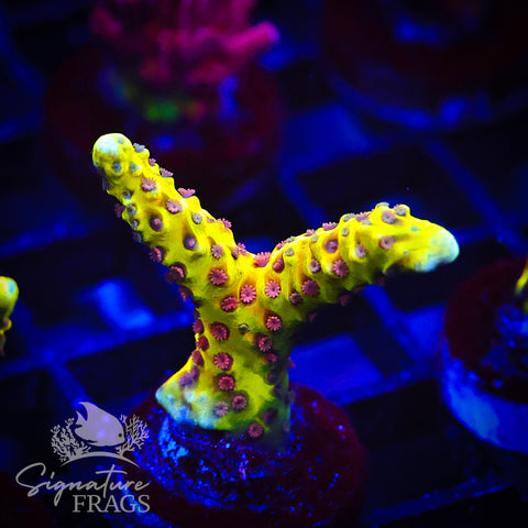 Golden Rod Anacropora
