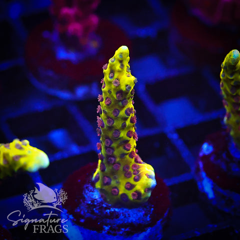 Golden Rod Anacropora
