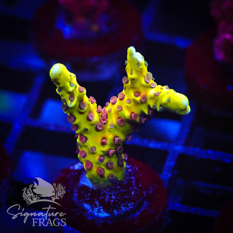 Golden Rod Anacropora