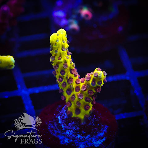 Golden Rod Anacropora