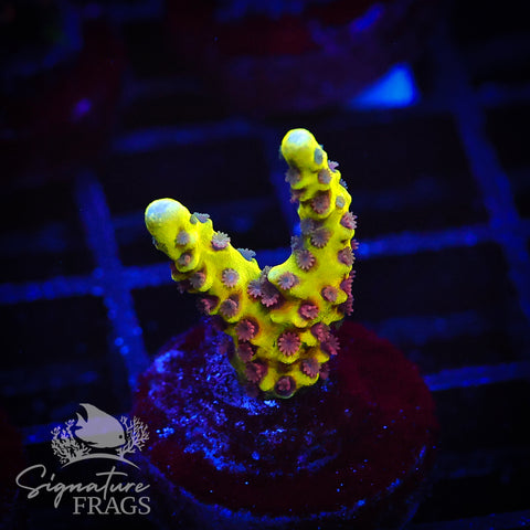 Golden Rod Anacropora