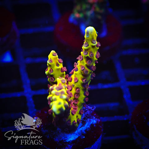 Golden Rod Anacropora