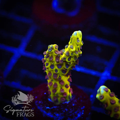 Golden Rod Anacropora