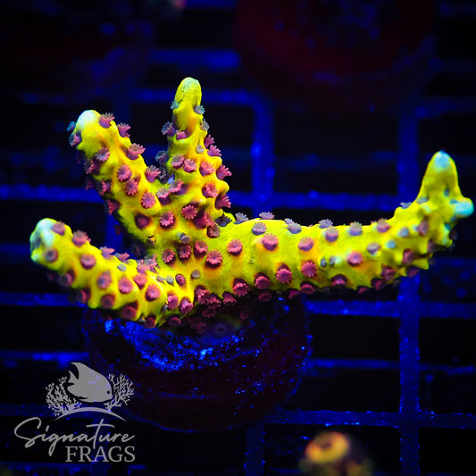 Golden Rod Anacropora