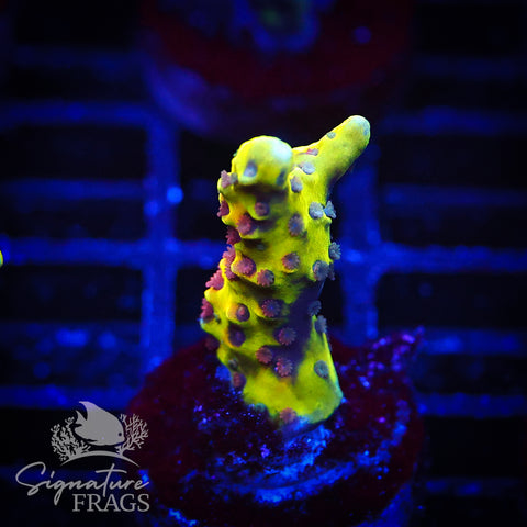 Golden Rod Anacropora