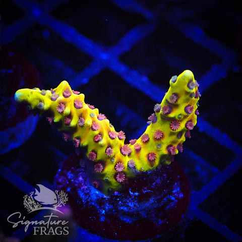 Golden Rod Anacropora