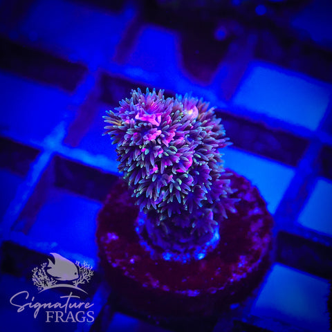 Ultra Violet