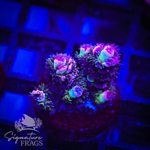 Ultra Violet