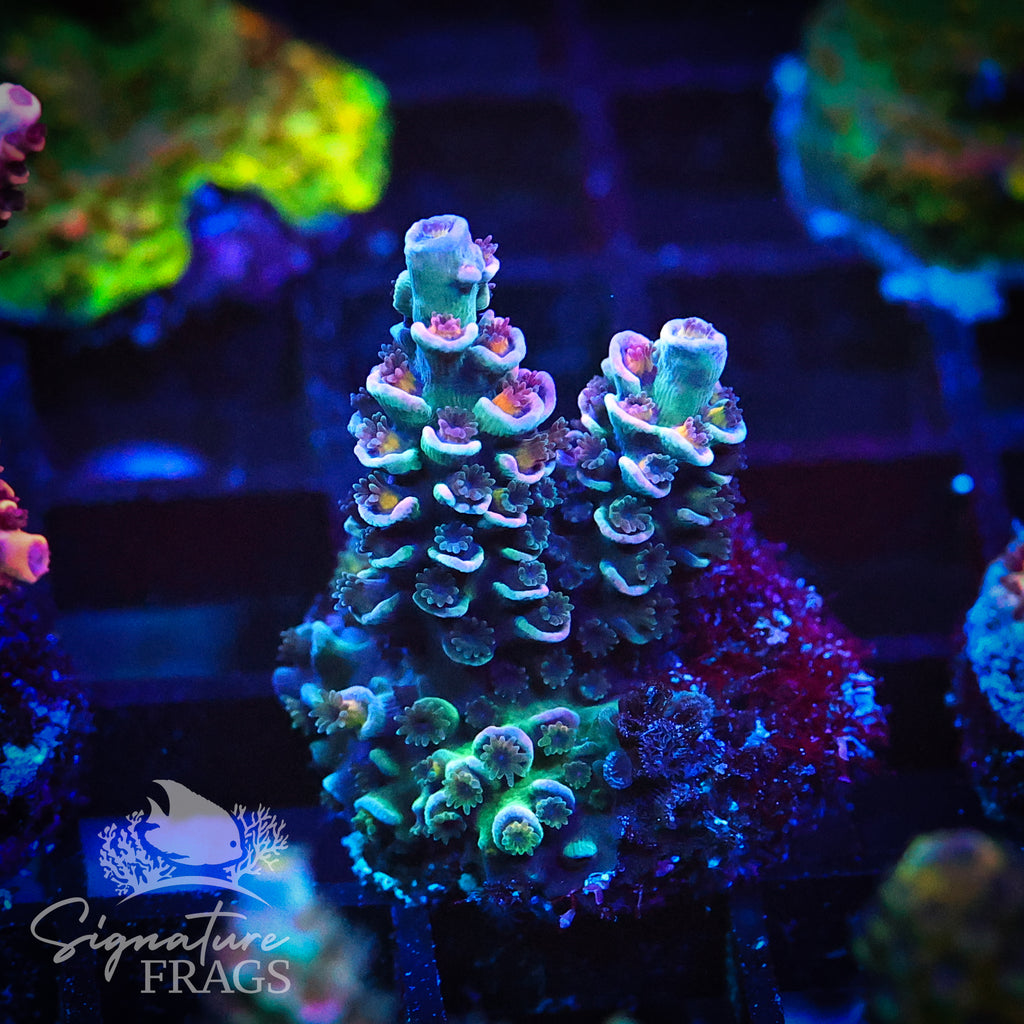 Aqua Dreams