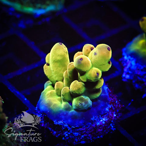 Deep Rainbow Granulosa