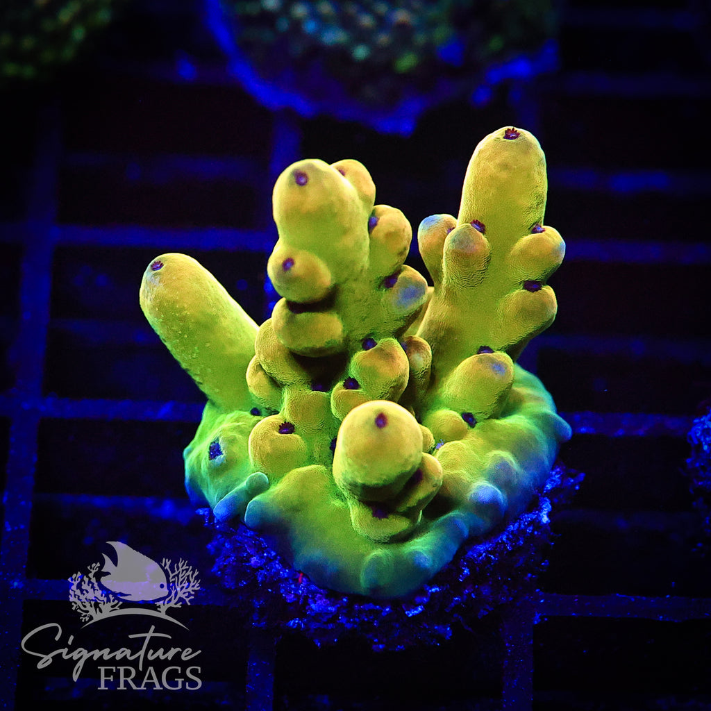 Deep Rainbow Granulosa
