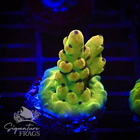 Deep Rainbow Granulosa
