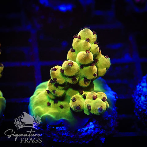 Deep Rainbow Granulosa