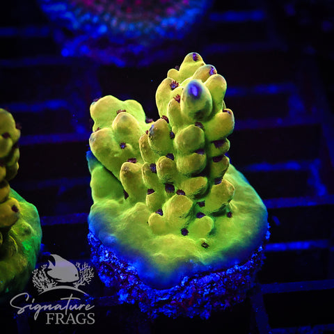 Deep Rainbow Granulosa