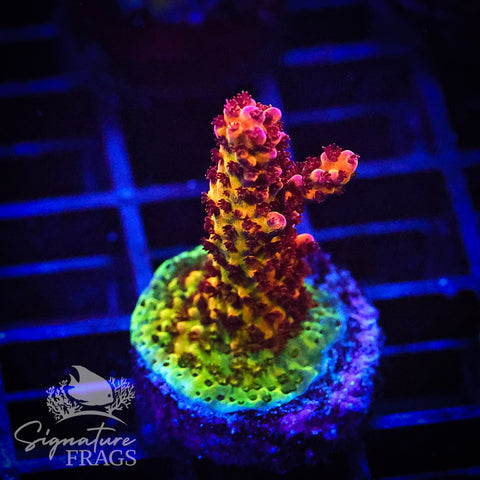 PC Rainbow
