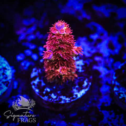 Blazing Biffraria