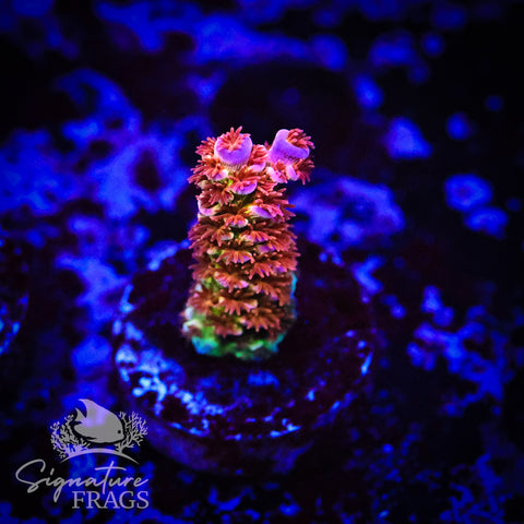 Blazing Biffraria