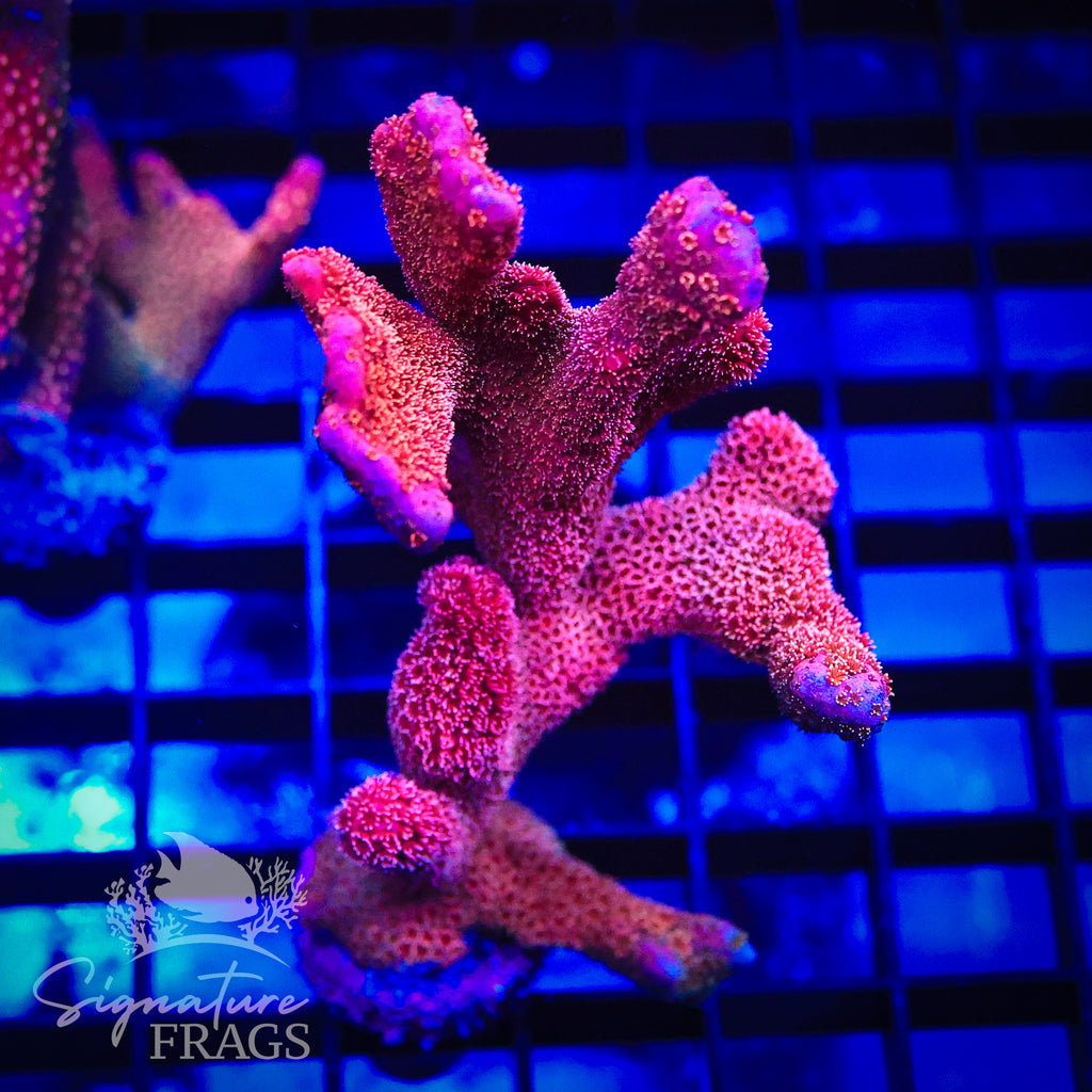 Midas Pink Digitata