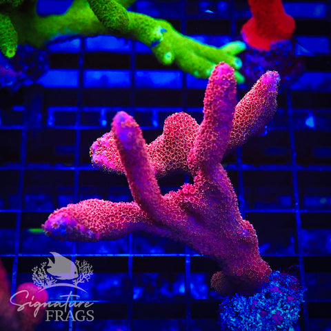 Midas Pink Digitata