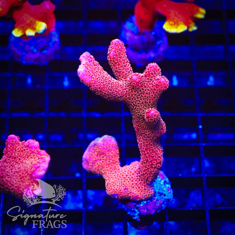 Midas Pink Digitata