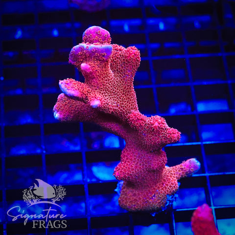 Midas Pink Digitata