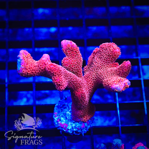 Midas Pink Digitata