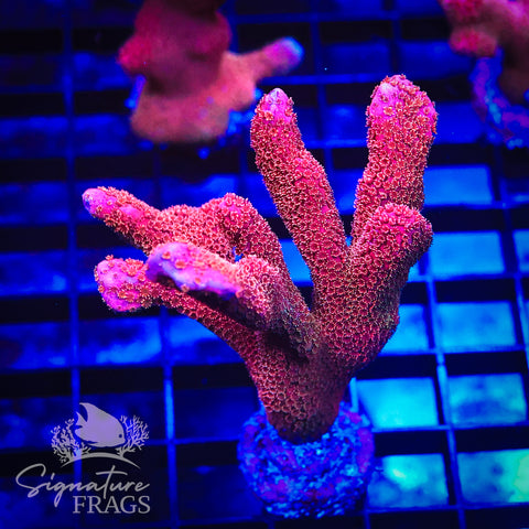 Midas Pink Digitata