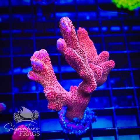 Midas Pink Digitata