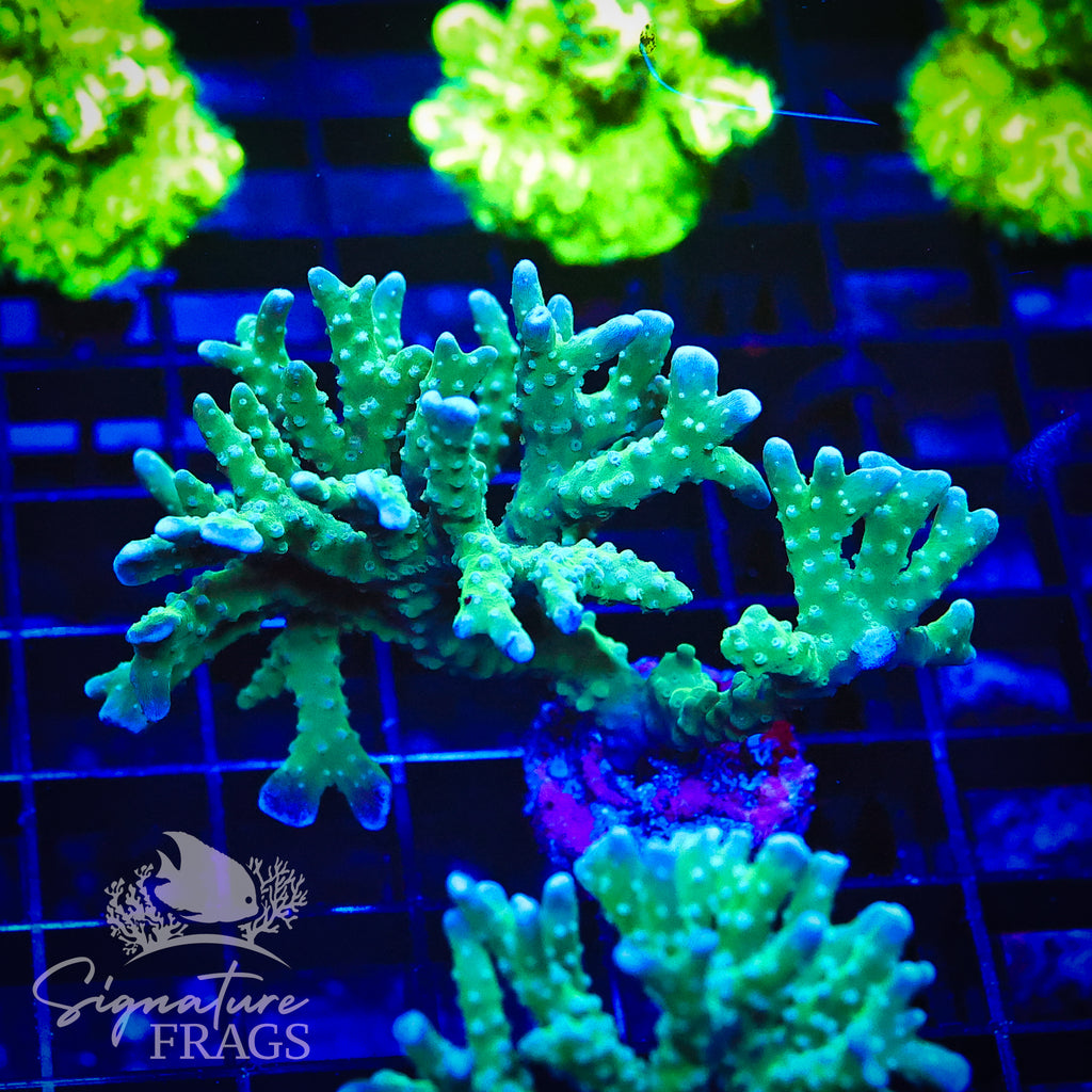 Blue/Teal Anacropora