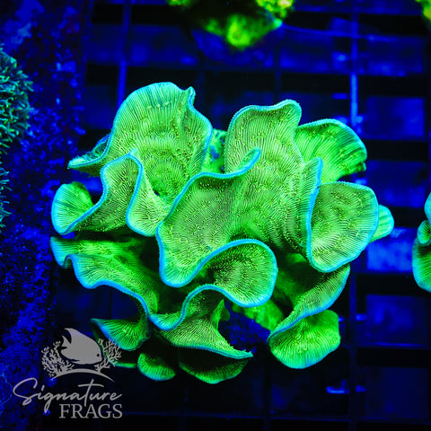 Green Pavona Cactus