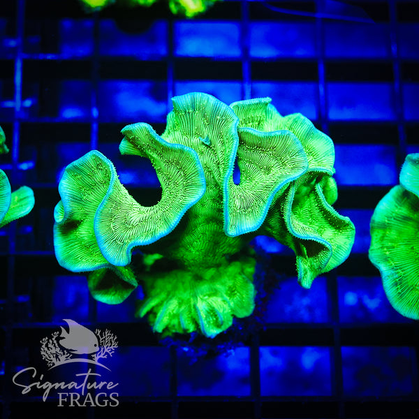 Green Pavona Cactus