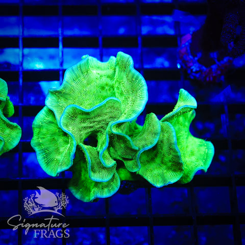 Green Pavona Cactus