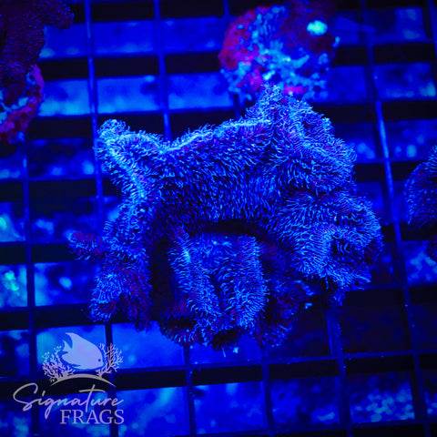 Purple Pavona Cactus
