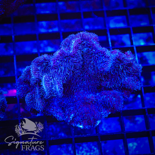 Purple Pavona Cactus