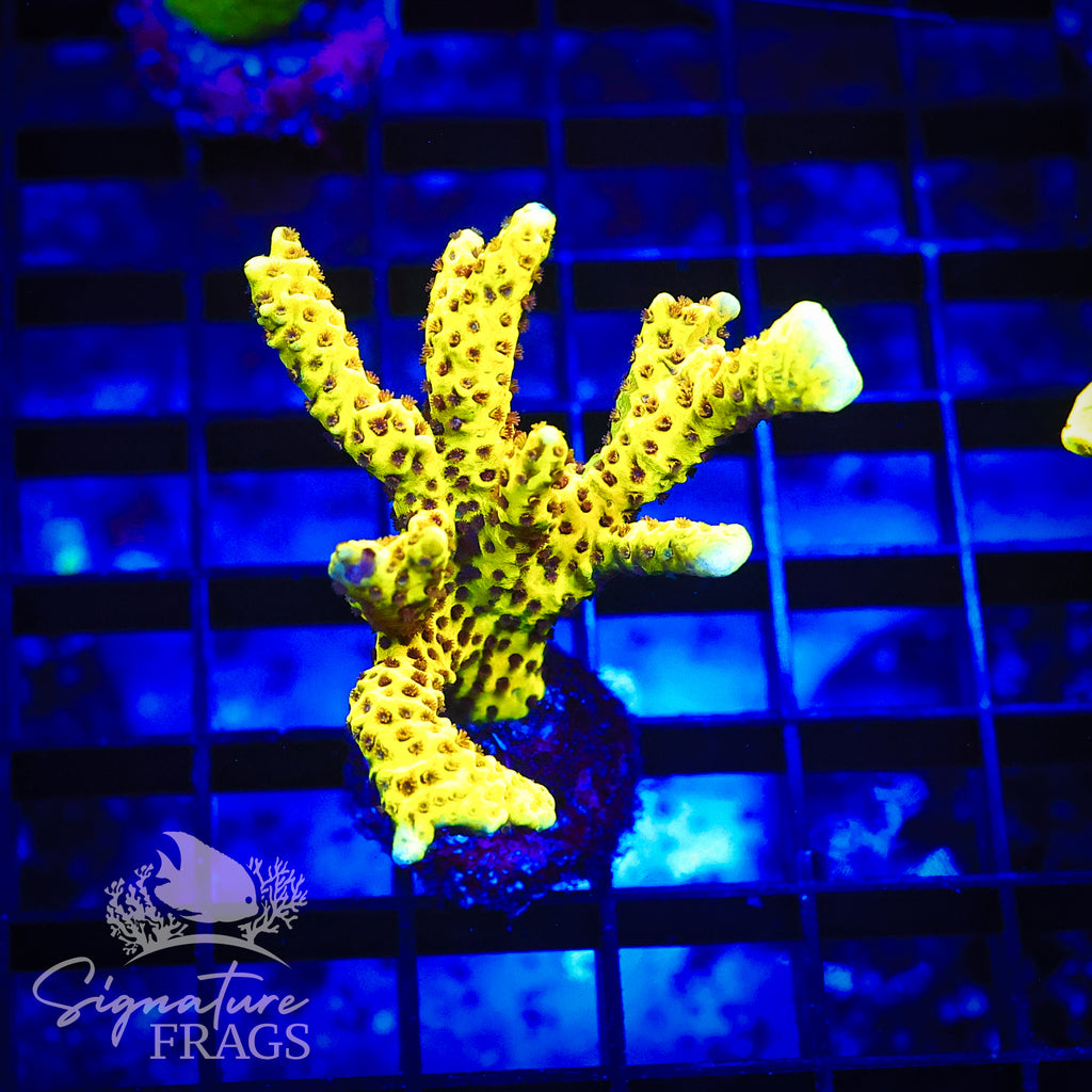 Slimeball Anacropora