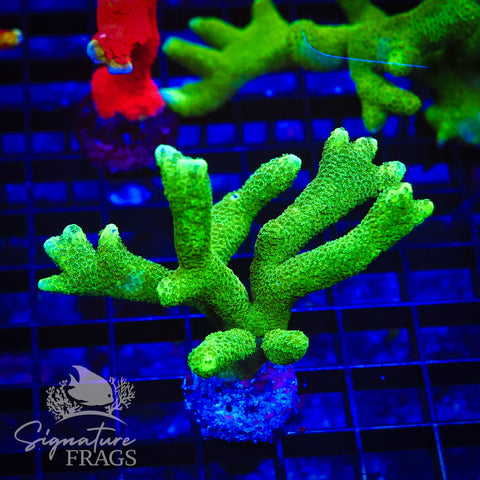 Green Digitata
