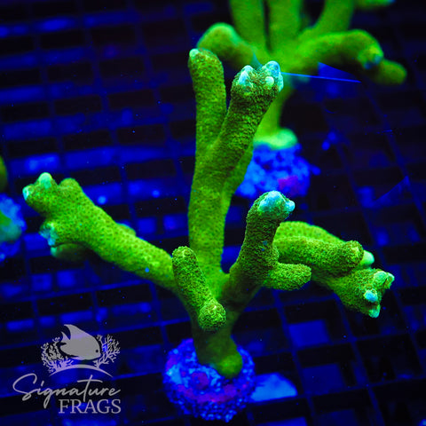 Green Digitata