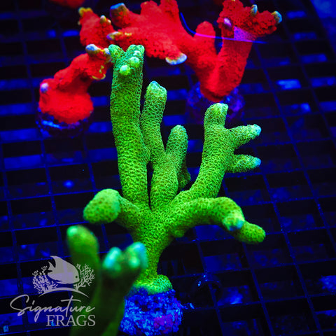 Green Digitata