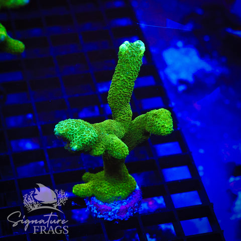 Green Digitata